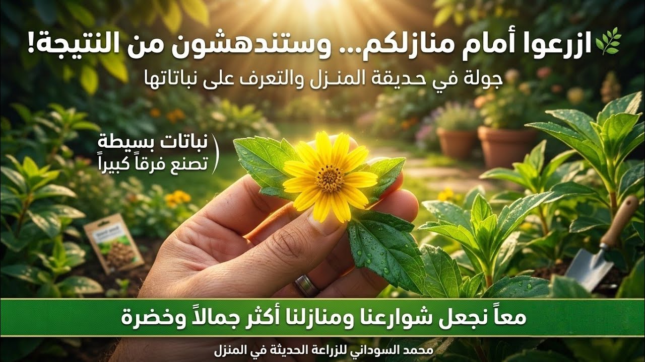 جولة صباحية بحديقة المنزل ودعوة لكل أحبتي وأصدقائي لأقتنائهم للنباتات وزراعتها أمام منازلهم🏡#plants 