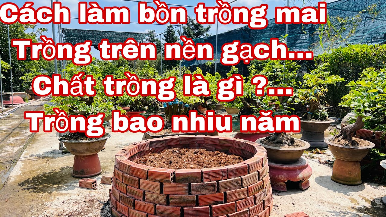 cách trồng mai vàng chơi lâu dài - Trồng bồn lớn và chậu