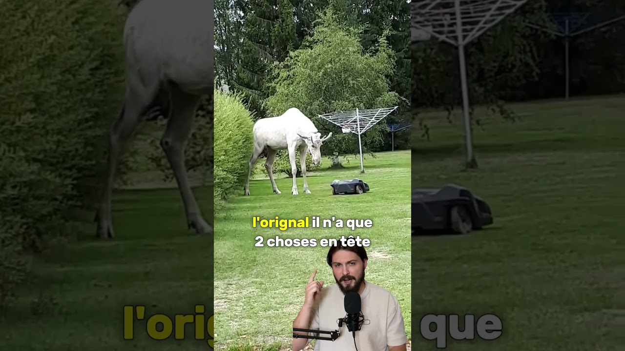 Une seule solution : grimper &agrave; l'arbre 🌳#culturegenerale  #nature  #elan #orignal  #danger