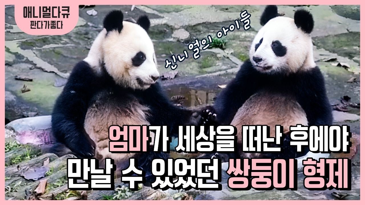 아이바오 야생동물세계에 살고 있는 아이바오의 동생들 | 화바오와 신바오
