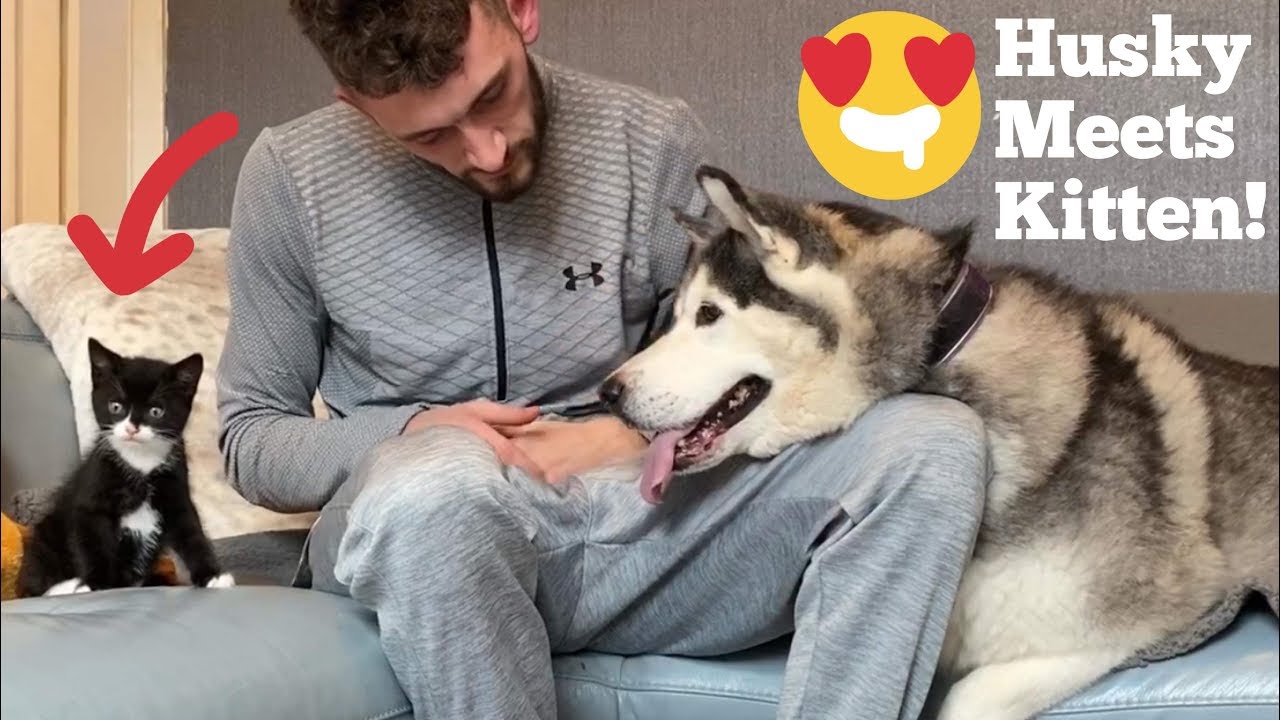 Husky Meets New Baby Kitten!! [Shes So Excited!!]