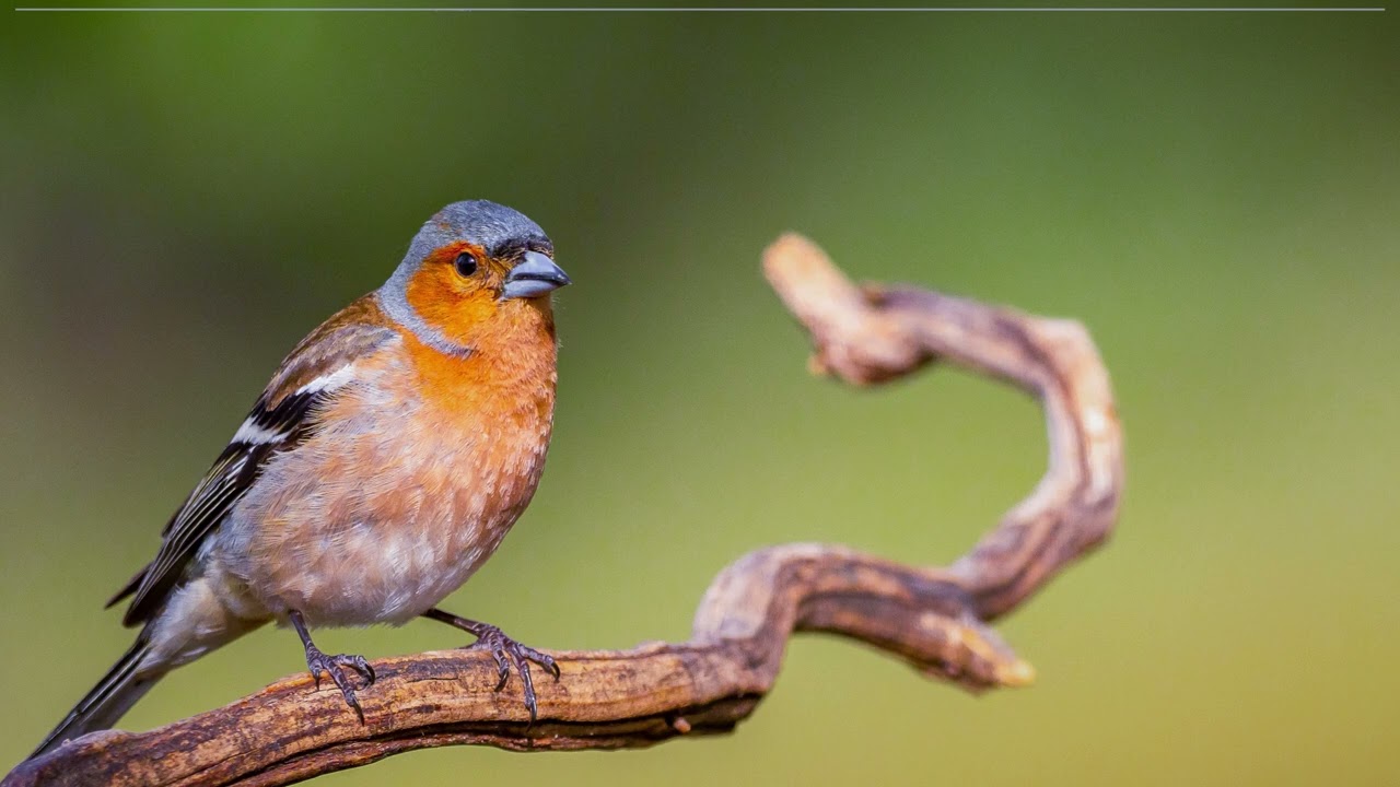 Chaffinch sounds