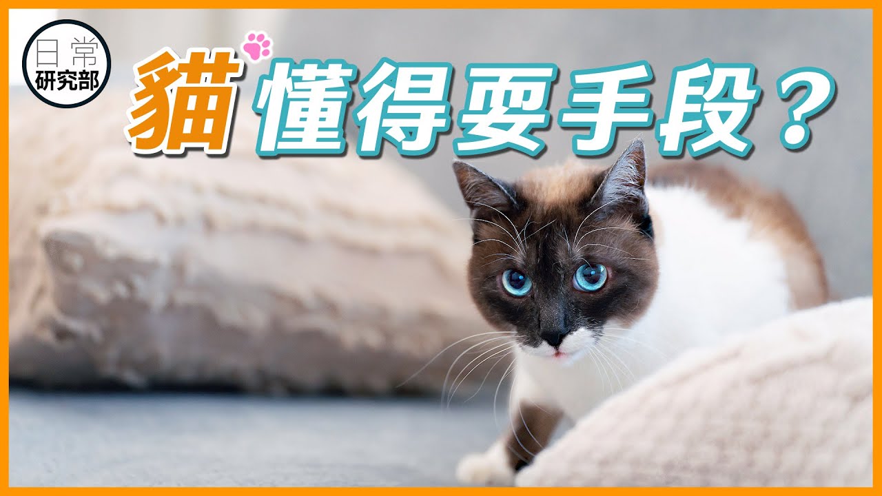 貓早就把你看穿？你的底線在那牠都一清二楚！