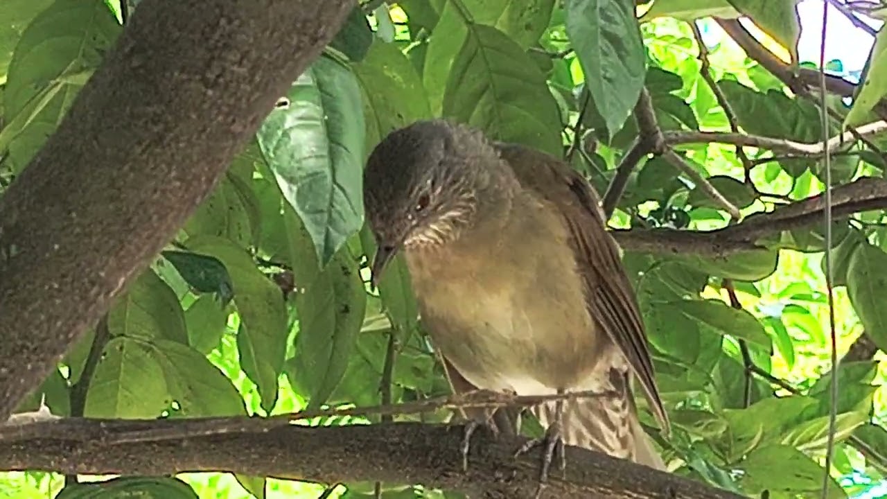 Sabia parda barranco