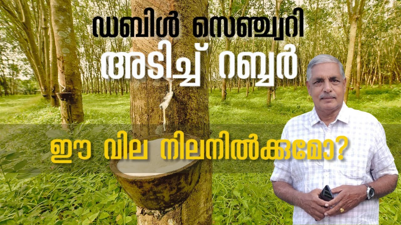 റബ്ബർ ഷീറ്റ് ഷാമം രൂക്ഷം | റബ്ബർ അന്താരാഷ്ട്രമാർക്കറ്റിൽ ബുള്ളിഷ് ആയിരിക്കുന്നു!  അറിയേണ്ടതെല്ലാം☝