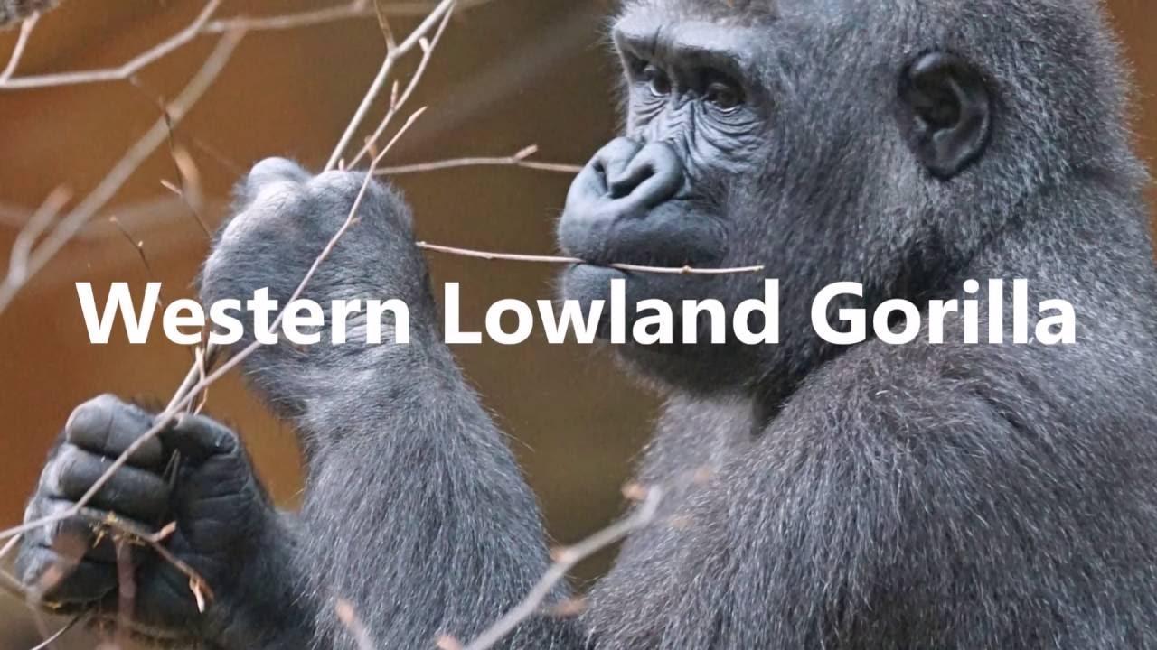 Animal Art - Western Lowland Gorilla by UK Artist Elle Smith