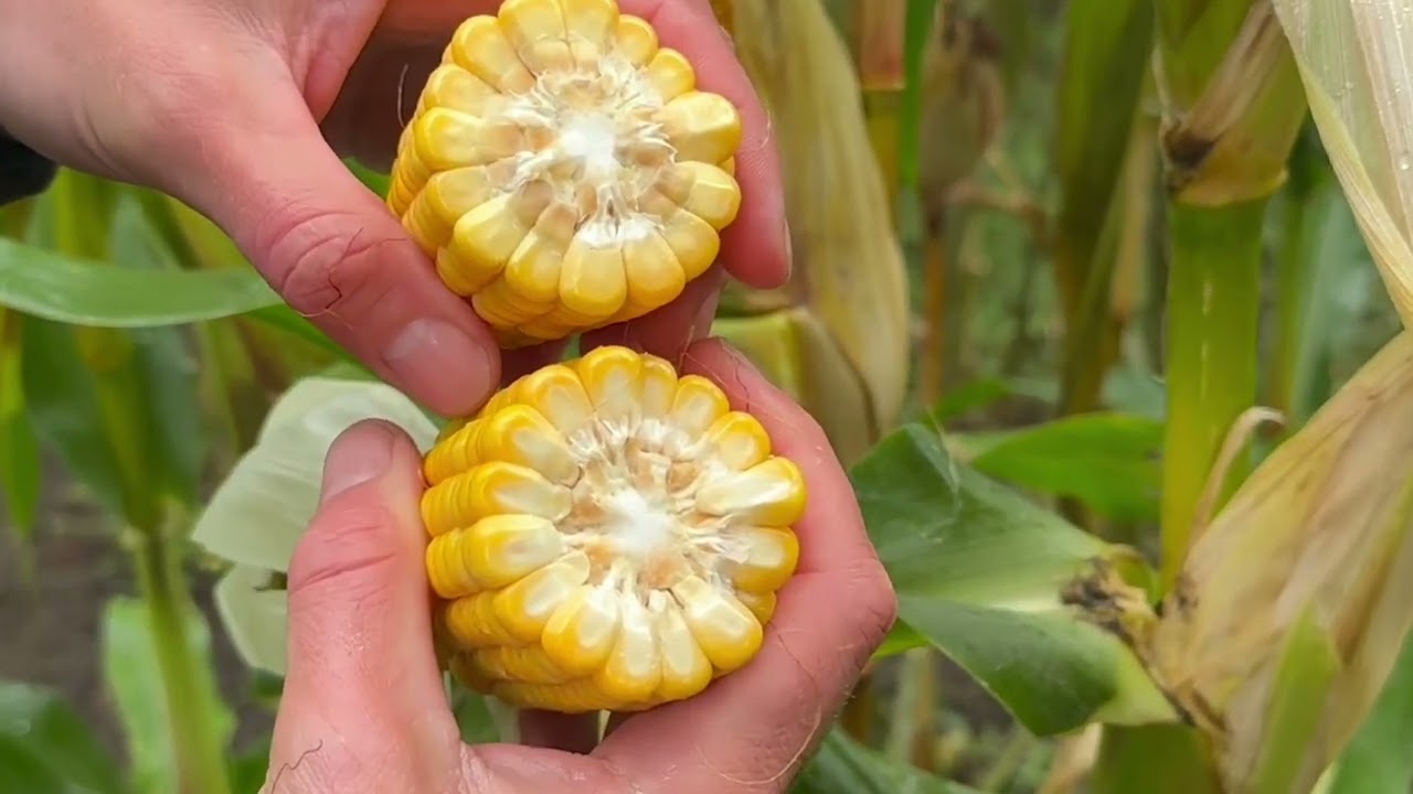 DSV zaden | DSV mais LIKEit 2024