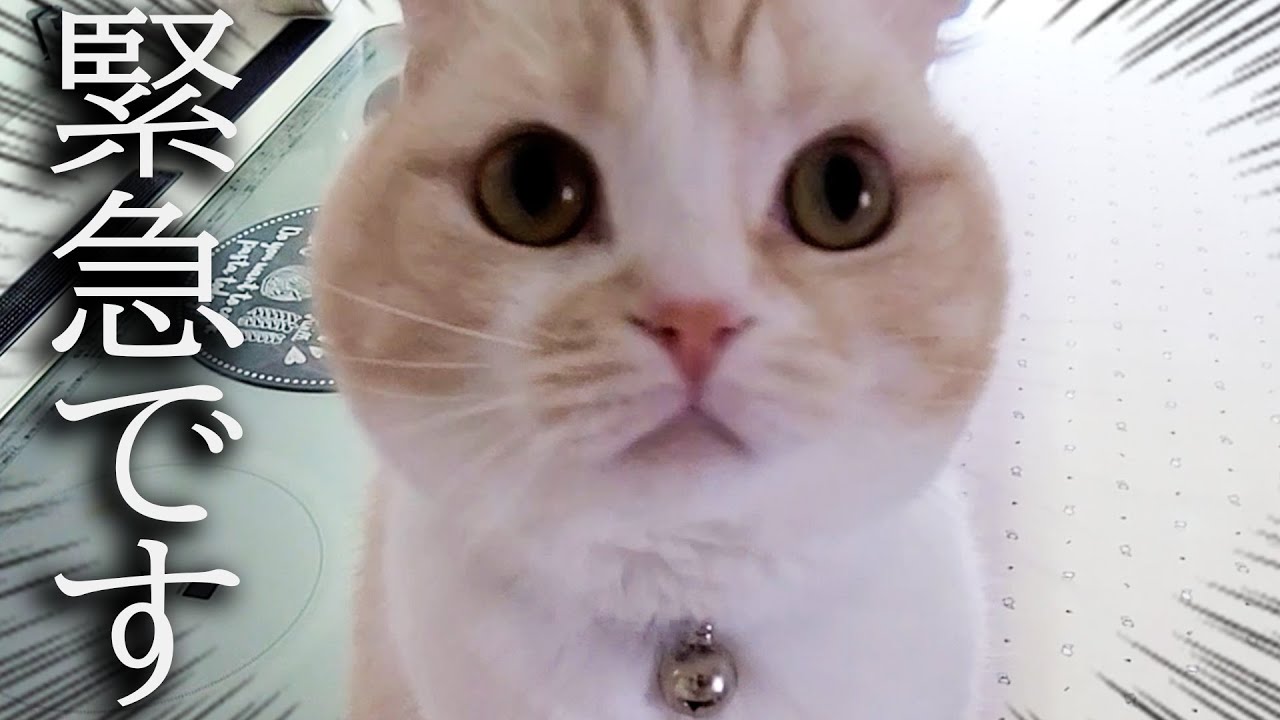 猫に呼び止められたのでついて行くとまさかの展開に...