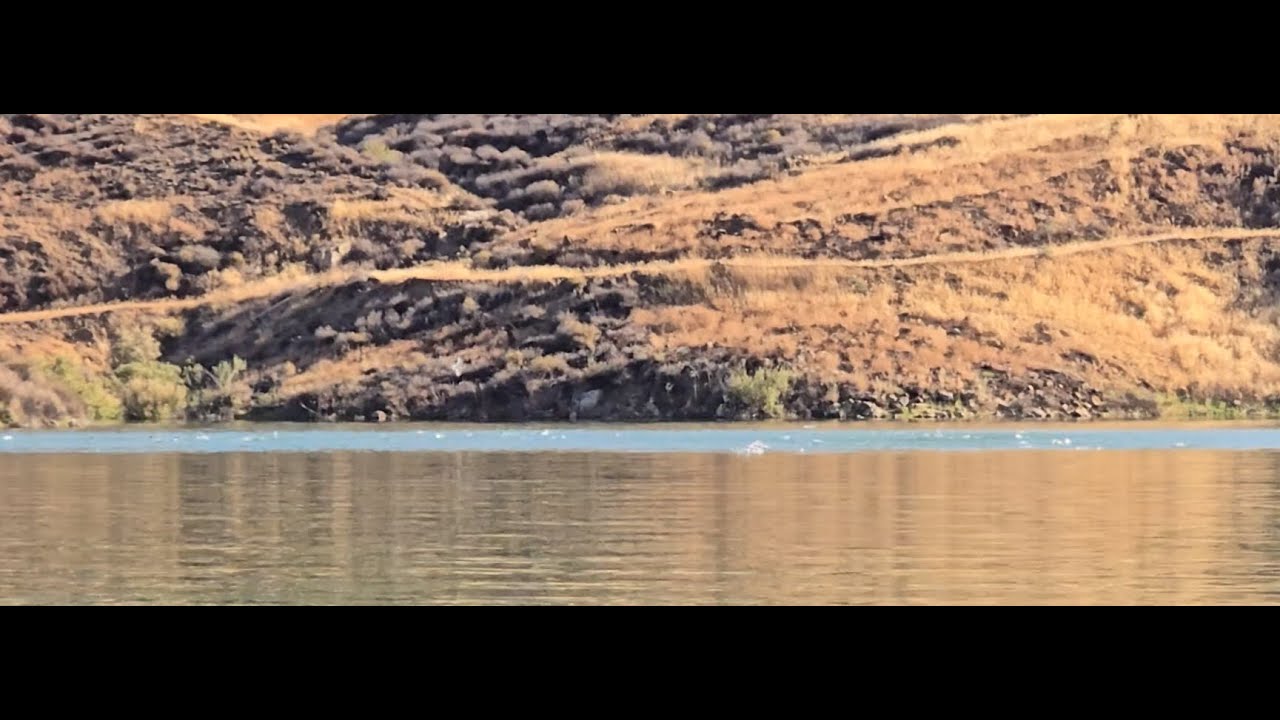 Striper Bass Boil At Castaic