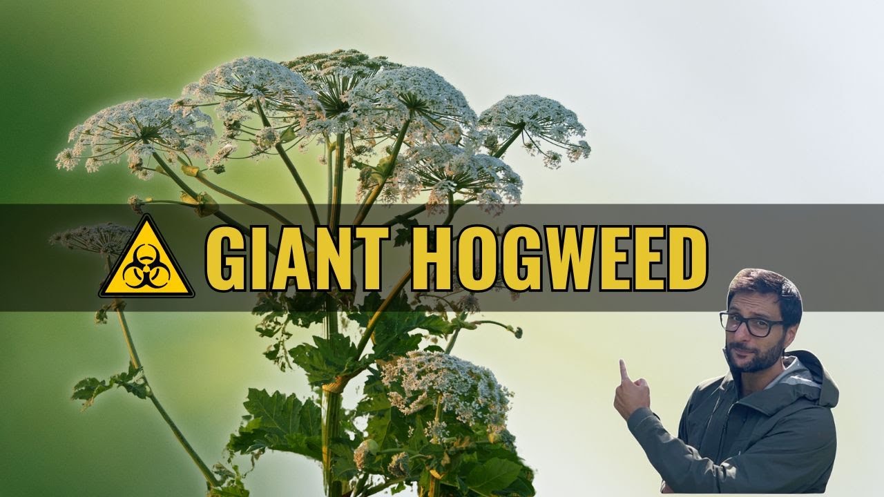 Giant Hogweed: Beautiful but Dangerous