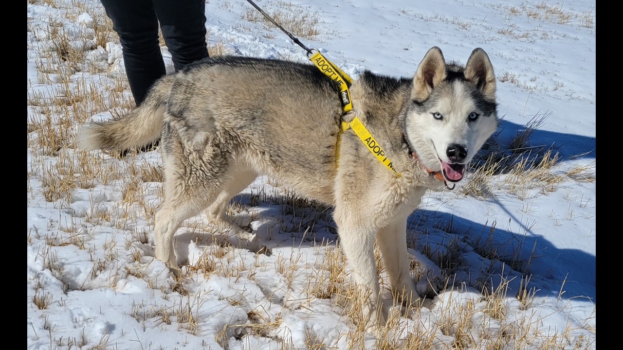 Epic Sled Dog Adventure with Rolo in the Colorado Rockies