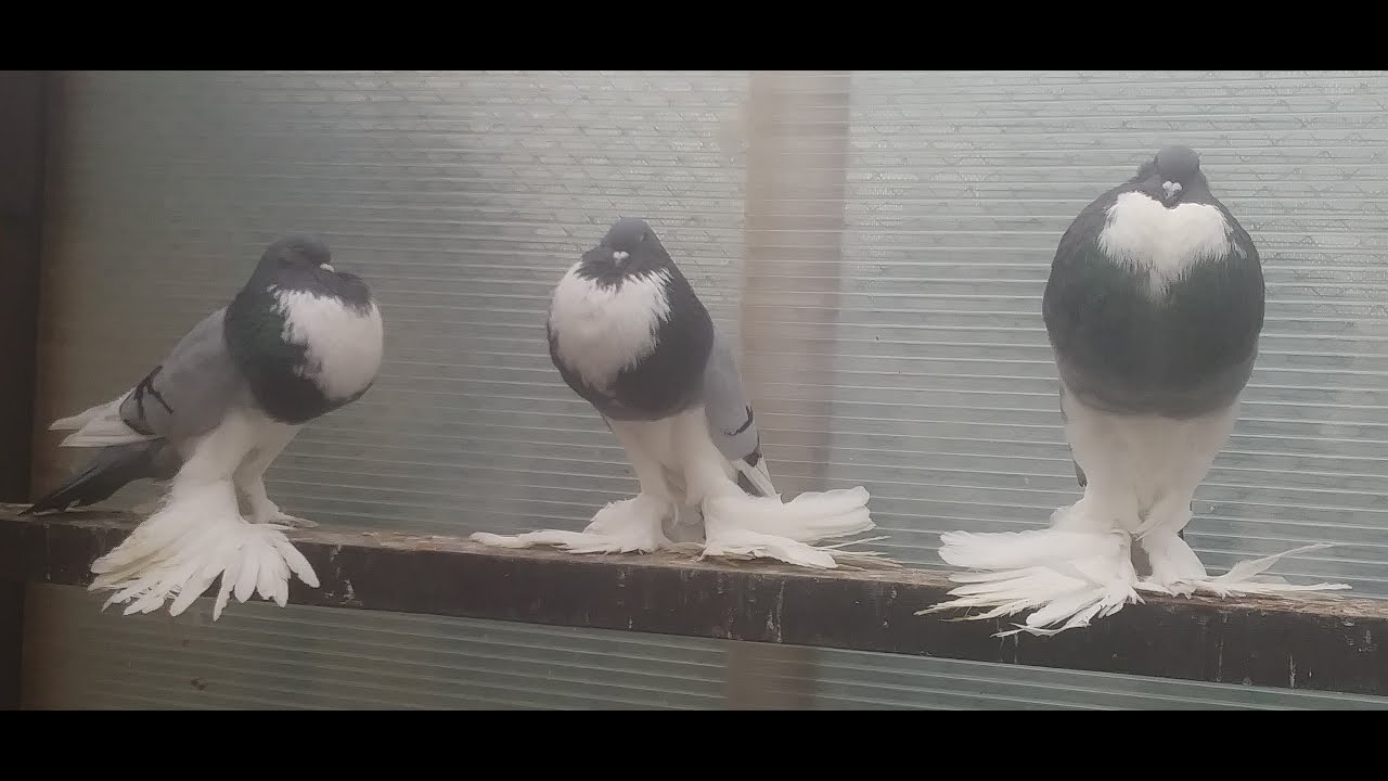 Garłacze Pomorskie, Pomeranian Pouter, Pommersche Kr&ouml;pfer - młode samce 2018 - A.Niełacny 696982184