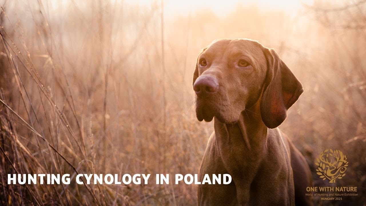 Hunting cynology in Poland