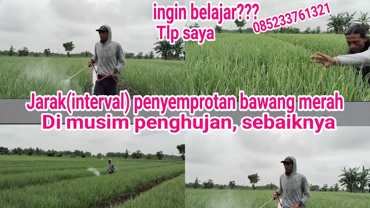 tutorial tanam bawang merah,, jarak  interval penyemprotan bawang merah di musim penghujan