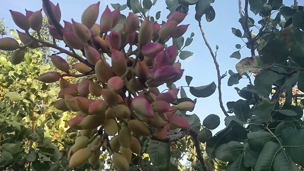 Pistacia Atlántica,  pistacia vera: mateur,  larnaka,  aegina en Rota, Cádiz