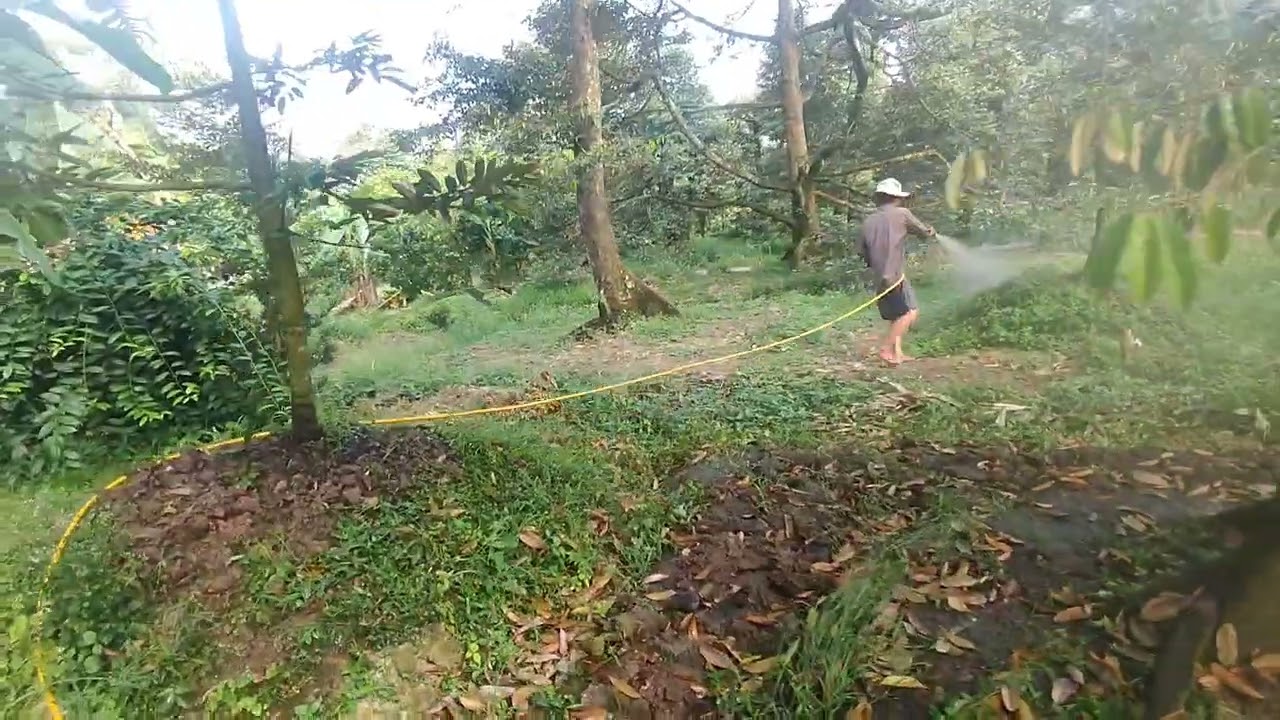 ♦️ Hôm nay đi tưới thuốc cho sầu riêng nè cả nhà ơi 