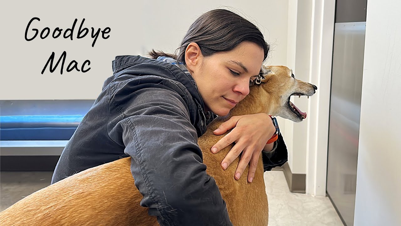 I was afraid of this moment when I adopted my greyhound