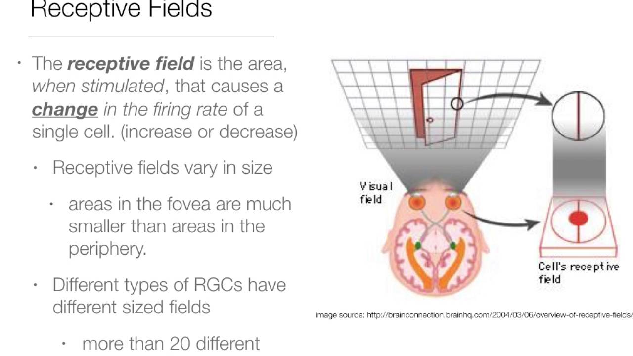 Perception:  2.4 Retinal Ganglion Cells