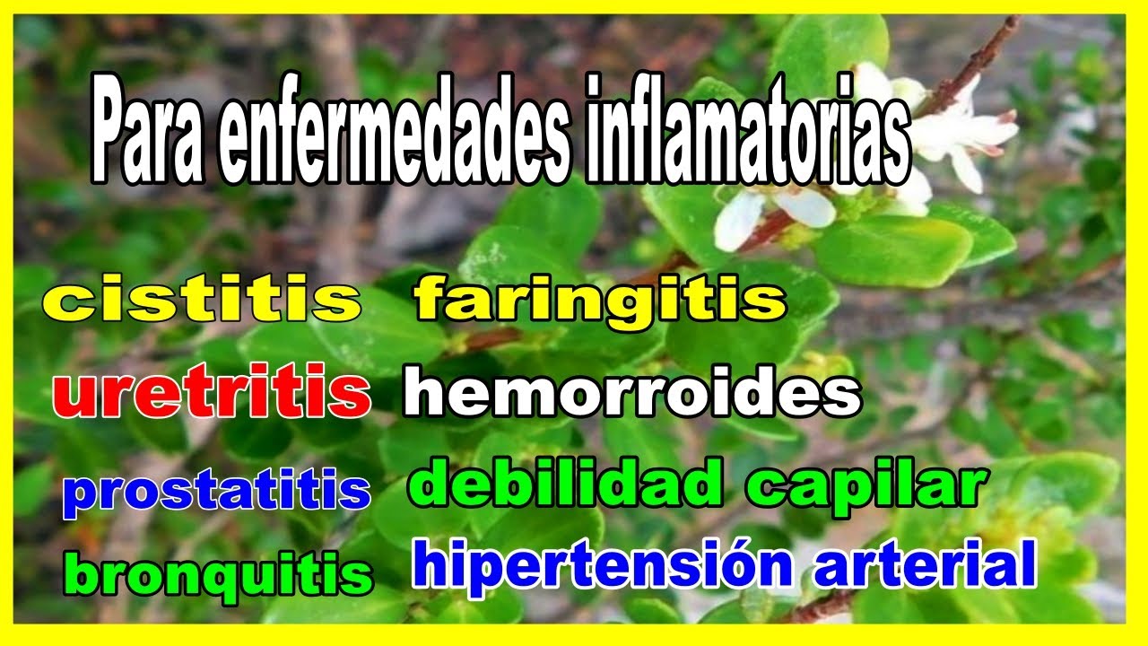 Beneficios terap&eacute;uticos del buchu