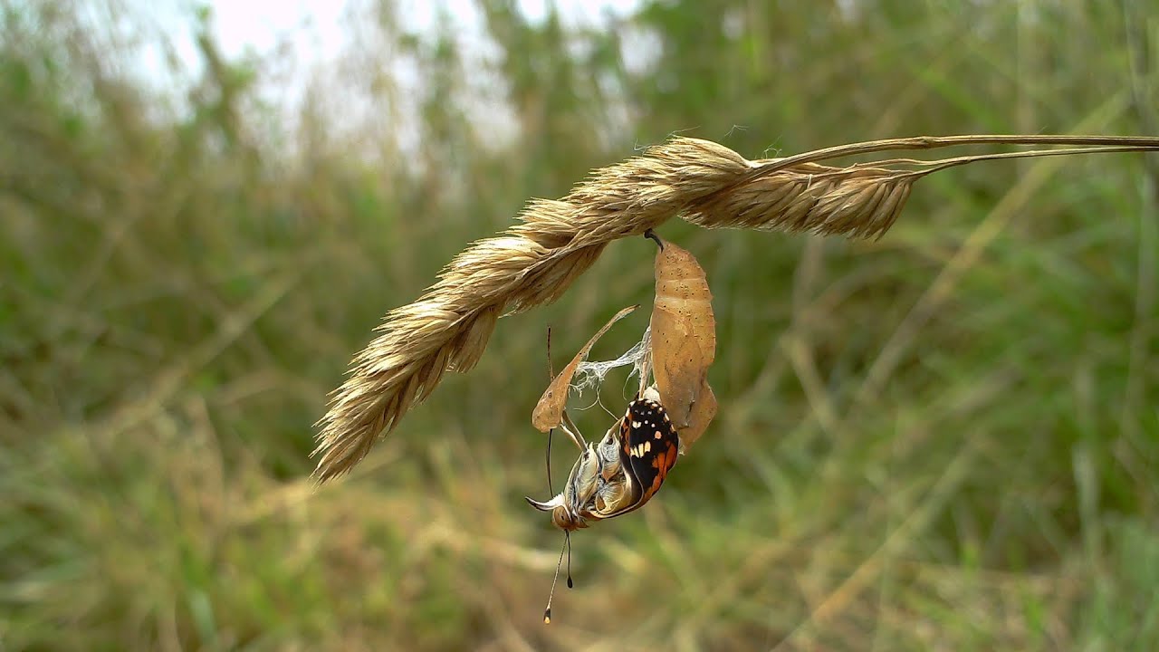 Sfarfallamento crisalide Vanessa del cardo (Vanessa  cardui)