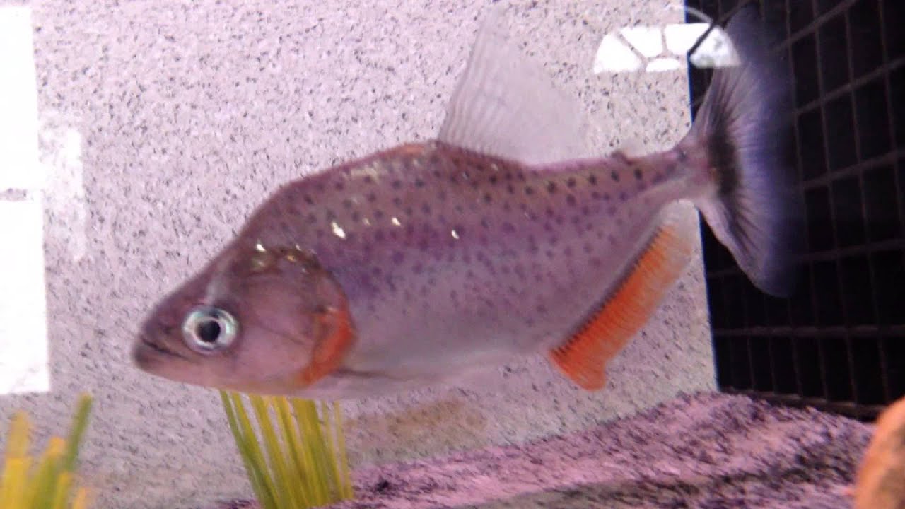 7 Rare species of Serrasalmus piranha collection 2015