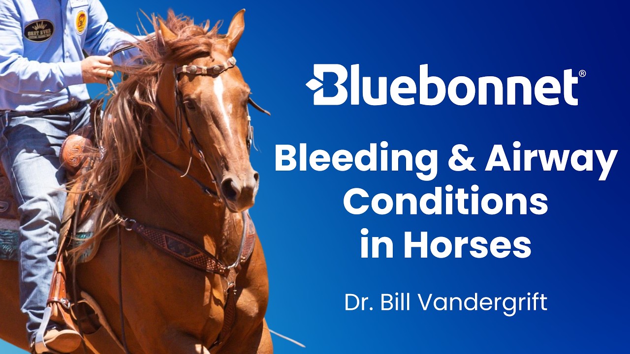 Bleeding & Airway Support in Horses - Stride Animal Health
