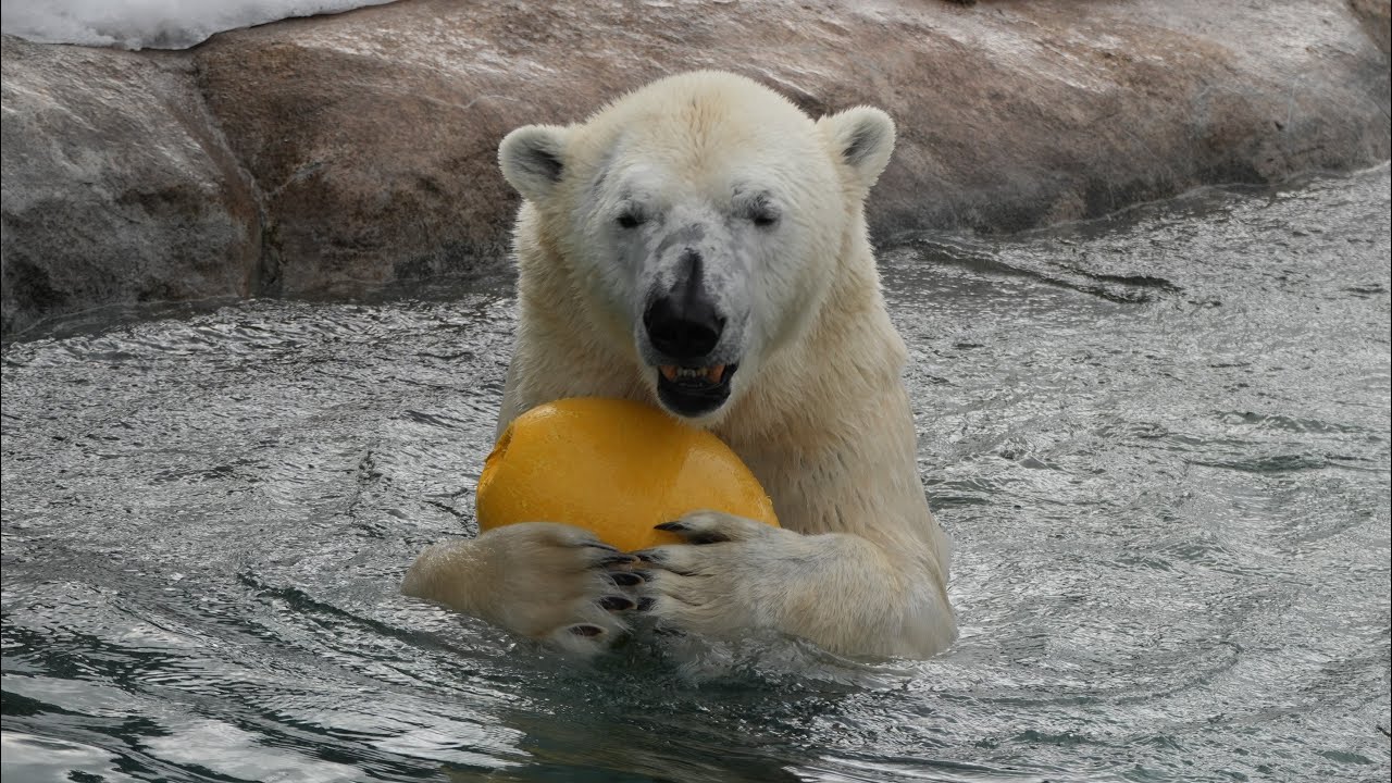 2026 3 6 円山動物園 リラ ライト