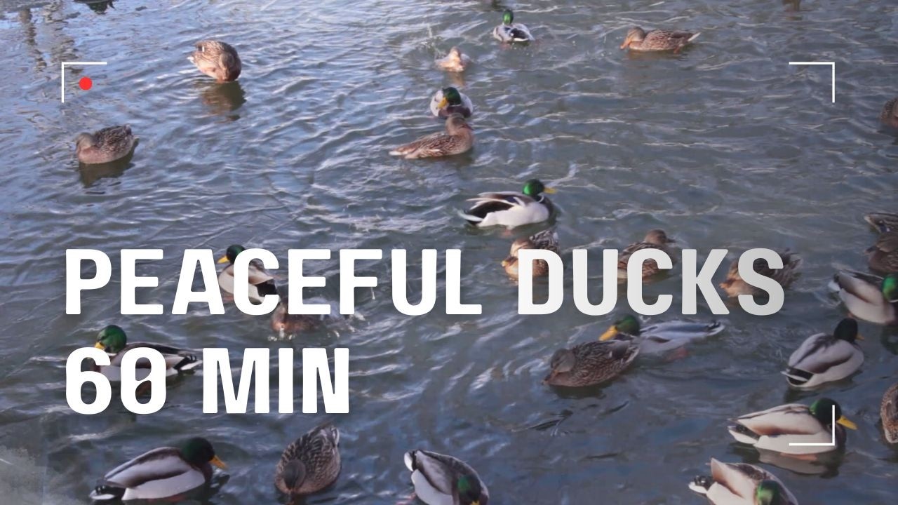 Peaceful Ducks on a Winter Lake | 60 Minutes of Relaxing Nature Sounds | Urban Wildlife Calm