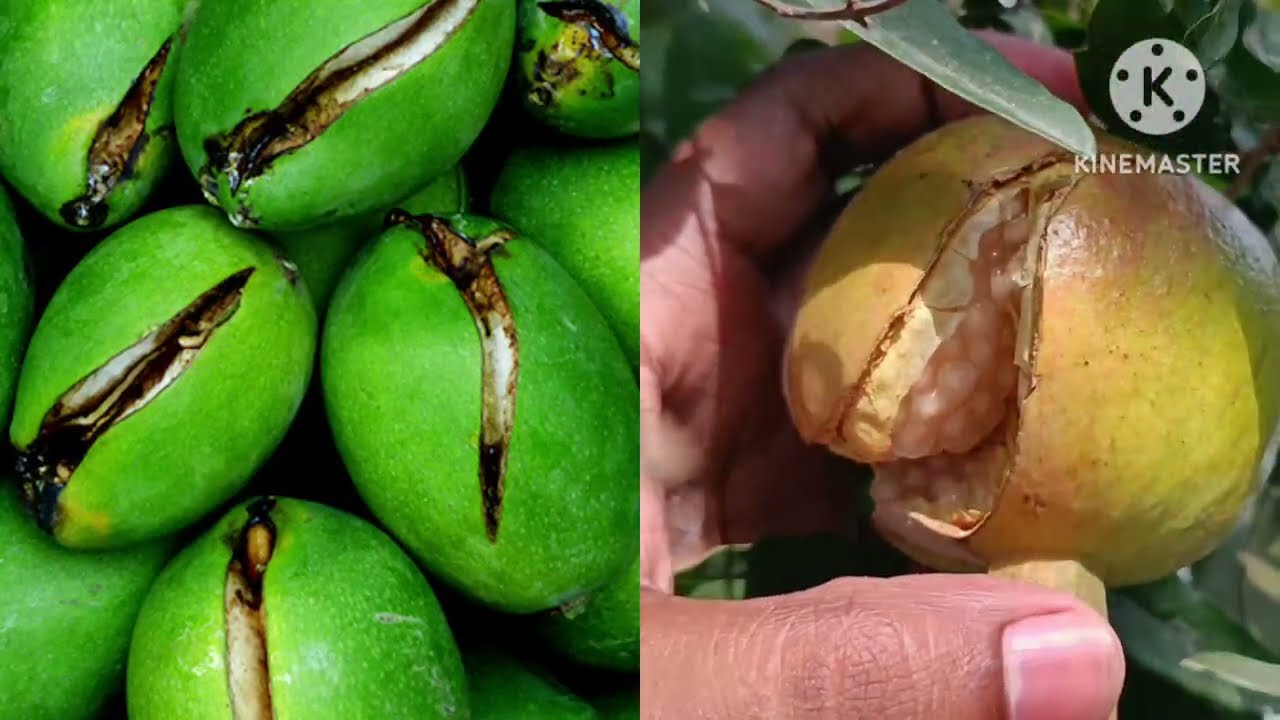 Fruit cracking in mango | Diseases of mango | Mango fruit black problem