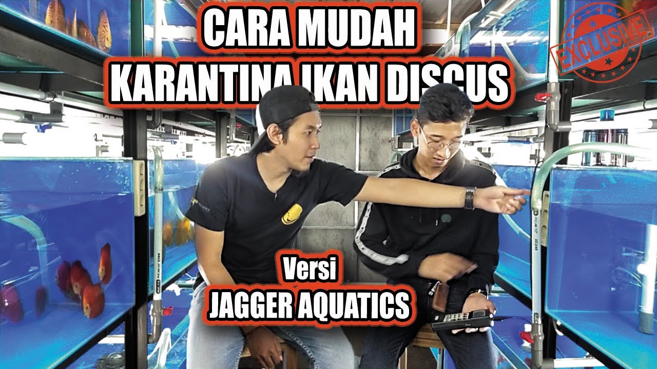 CARA KARANTINA IKAN DISCUS VERSI JAGGER AQUATICS