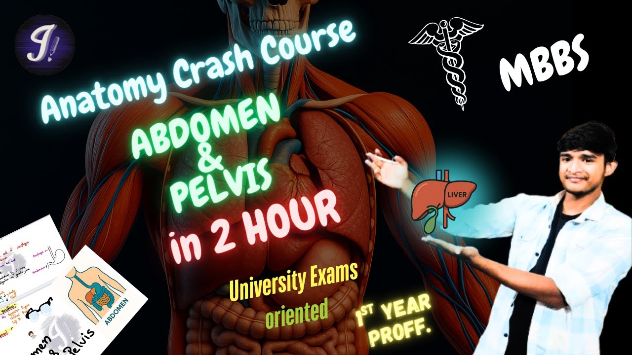 Abdomen & Pelvis Anatomy in 2 Hours ⏰ | 📚 MBBS Crash Course (Exam-Oriented) 🎯