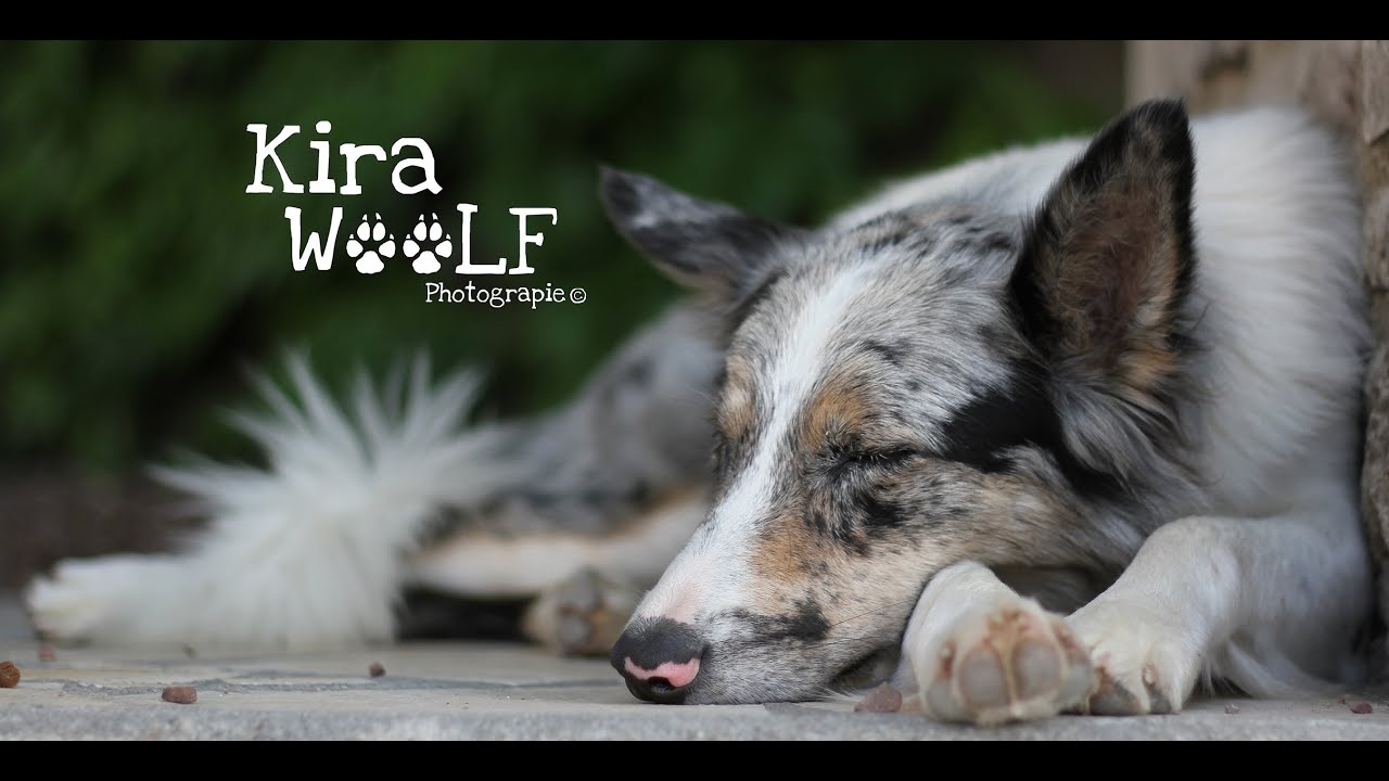 Ghost the jumping border collie ♪♫