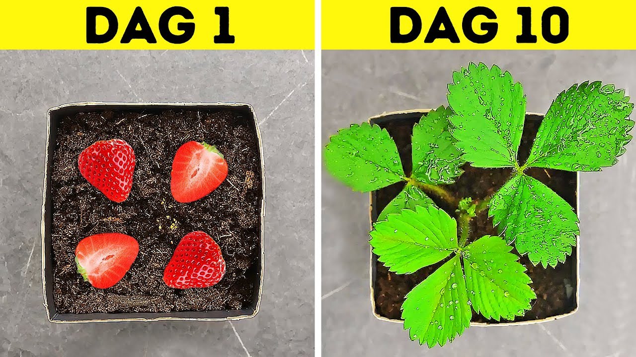 30 MUST-KNOW HACKS VOOR JE TUIN