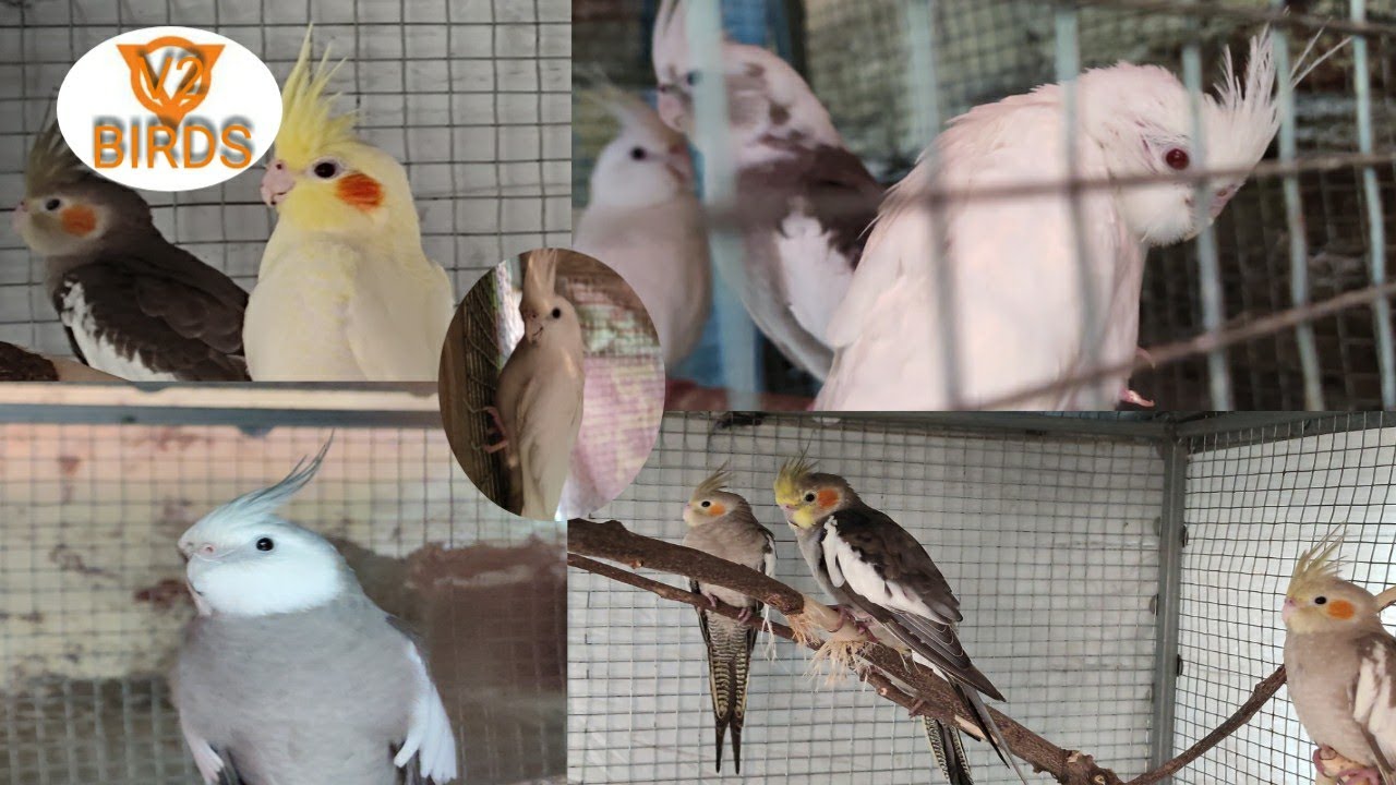 Cockatiel bird breeding tips and farm in tamil [V2BIRDS] #cockatiel #cockatielbreedingtips #v2birds