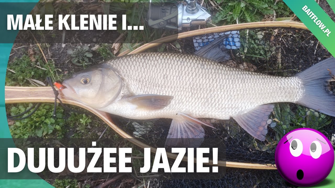 Nie mieścił się do podbieraka! Małe klenie i duuużee jazie, czyli wiosenne łowienie na rzece