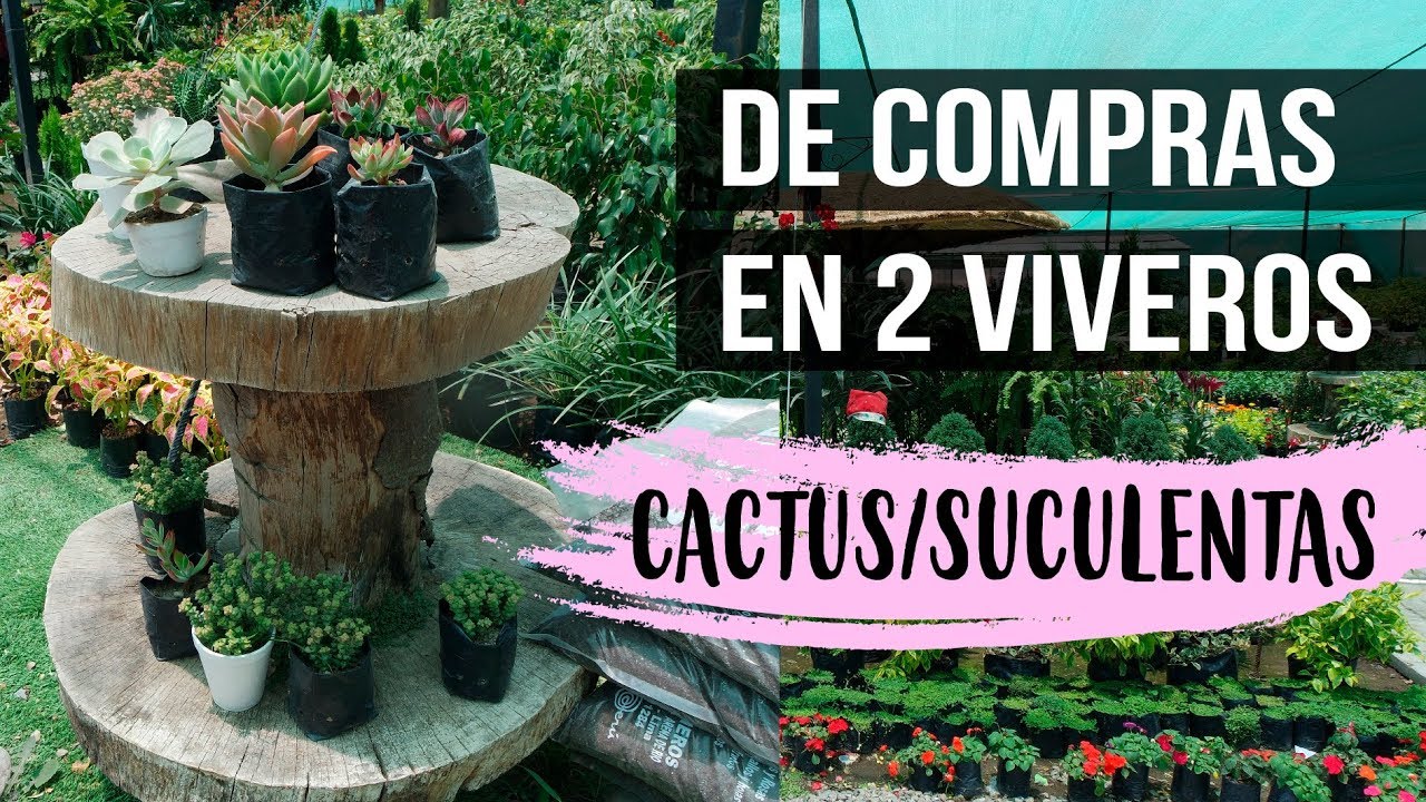 &iquest;QU&Eacute; CACTUS Y SUCULENTAS ENCONTR&Eacute;?