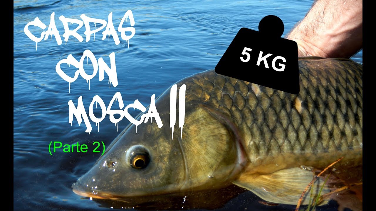 Carpas con mosca II (parte 2)