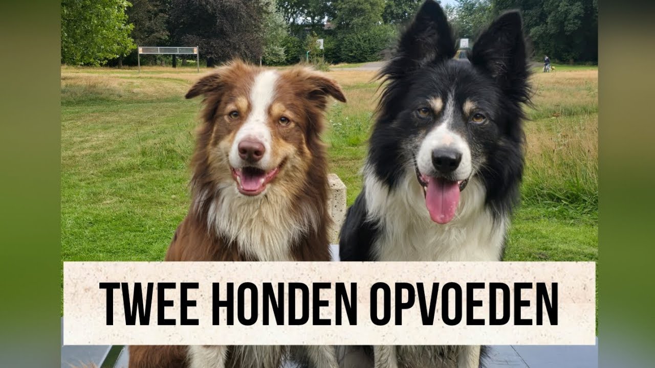 Twee of meer honden opvoeden. Hoe zorg ik voor rust in mijn roedel?