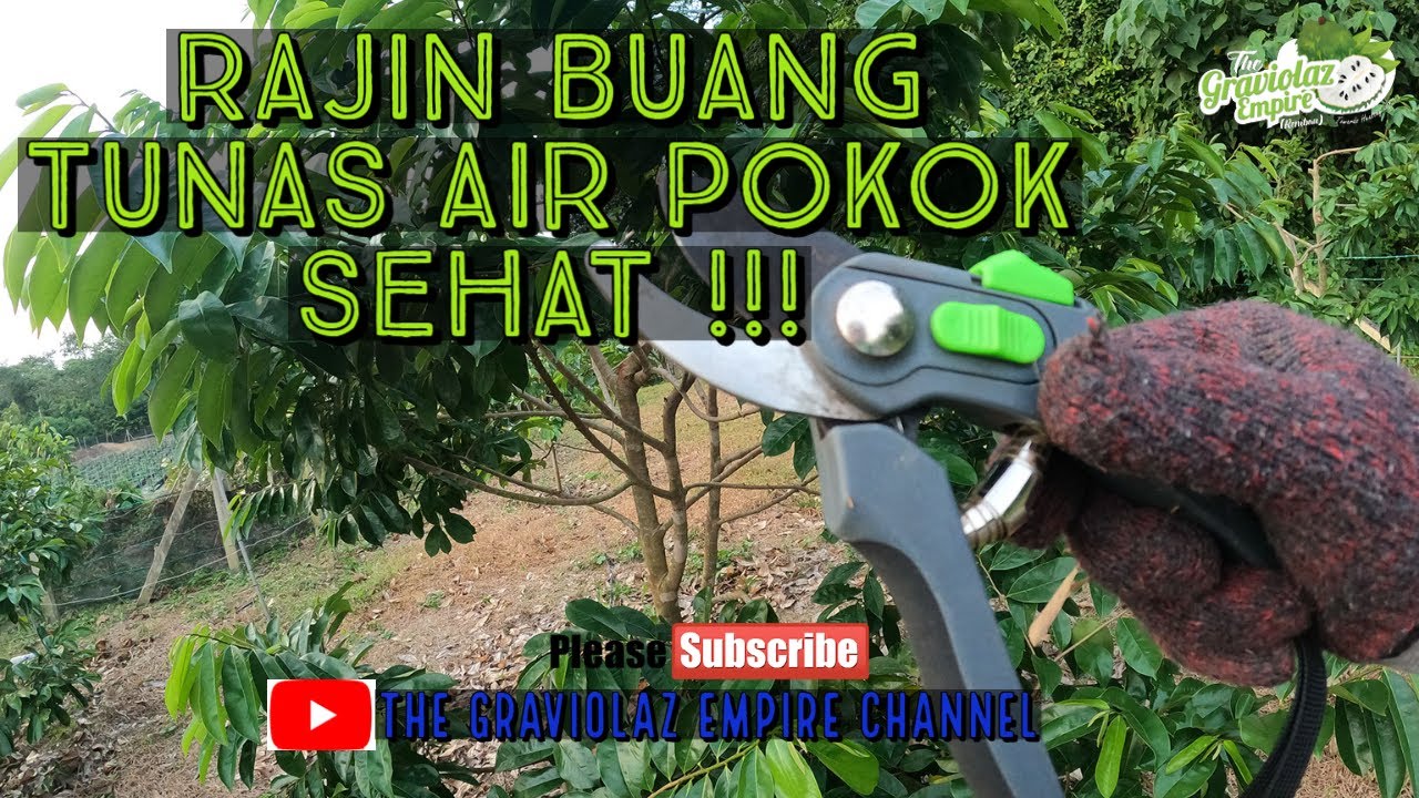 Teknik Pemangkasan Kawalan Pokok Durian Belanda ❗❗❗ #8️⃣
