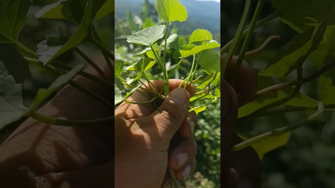 Every naga mom know this Indian pennywort plant ☘️ is eat very well 
