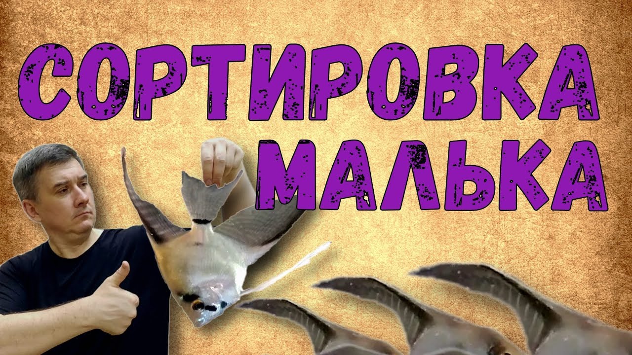 Сортировка малька