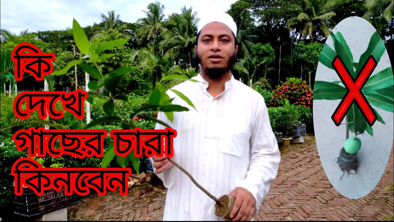 কি দেখে গাছের চারা কিনবেন / Which charecteristics should be considered for buying tree sapling