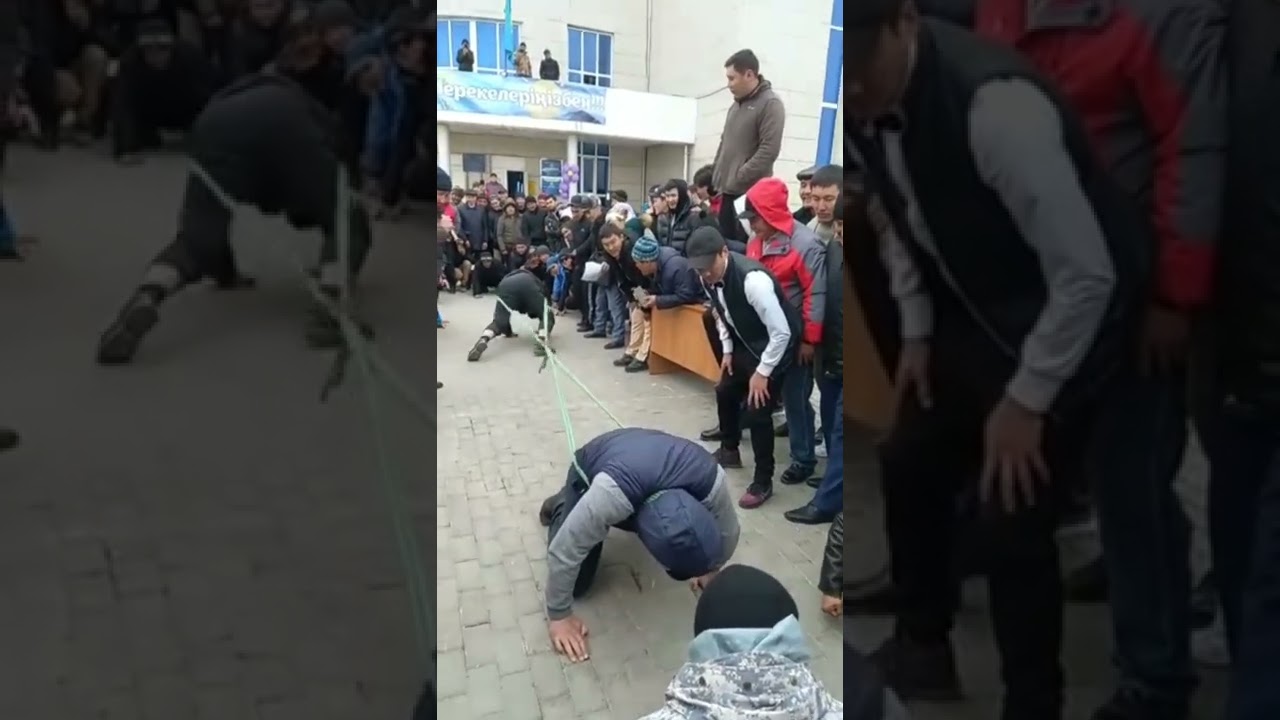 Бұқа тартыс