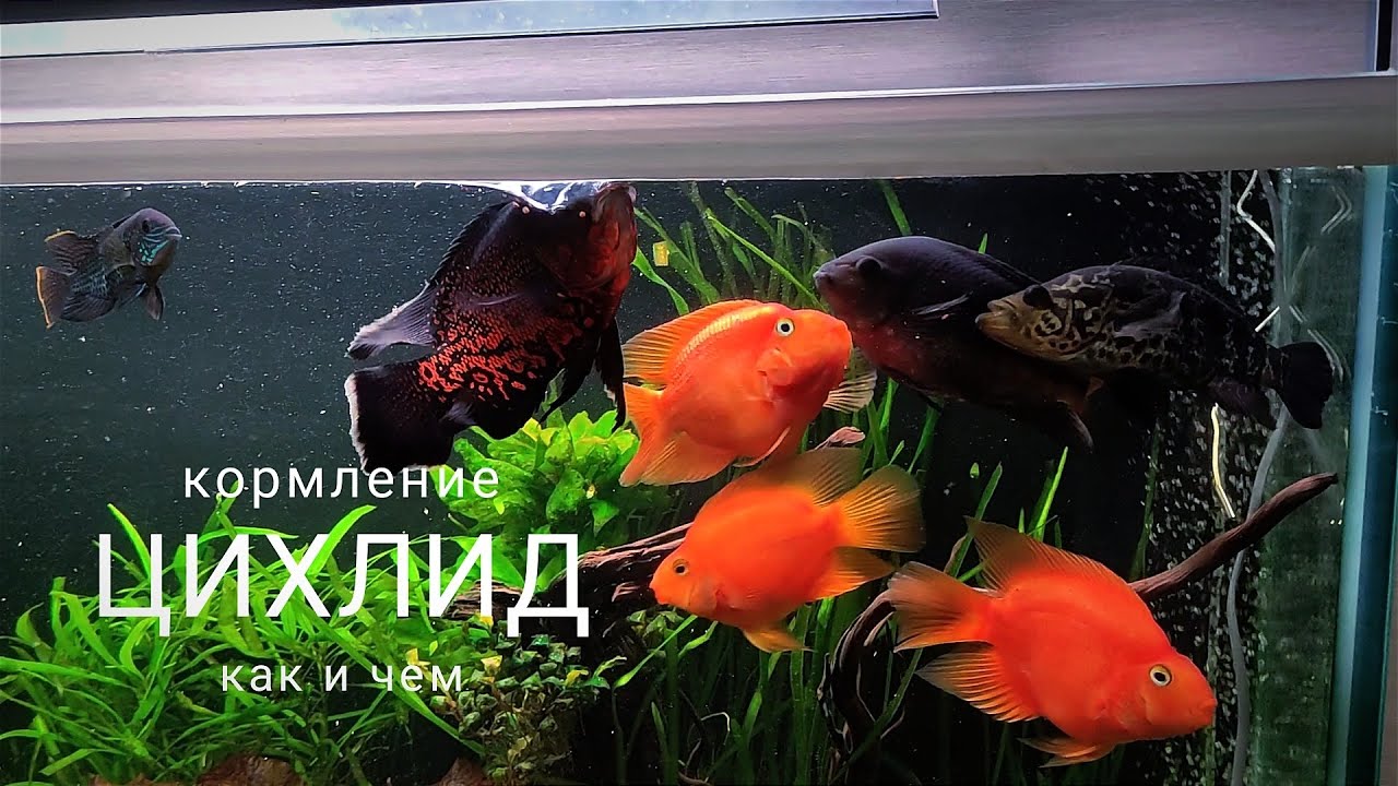 Кормление американских цихлид #цихлиды #аквариумистика #астронотус #аквариумныйдизайн #аквариум