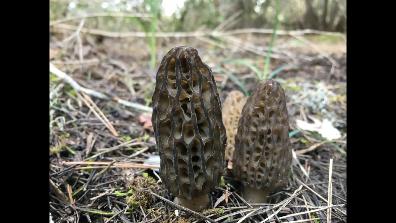 Morille et son biotope