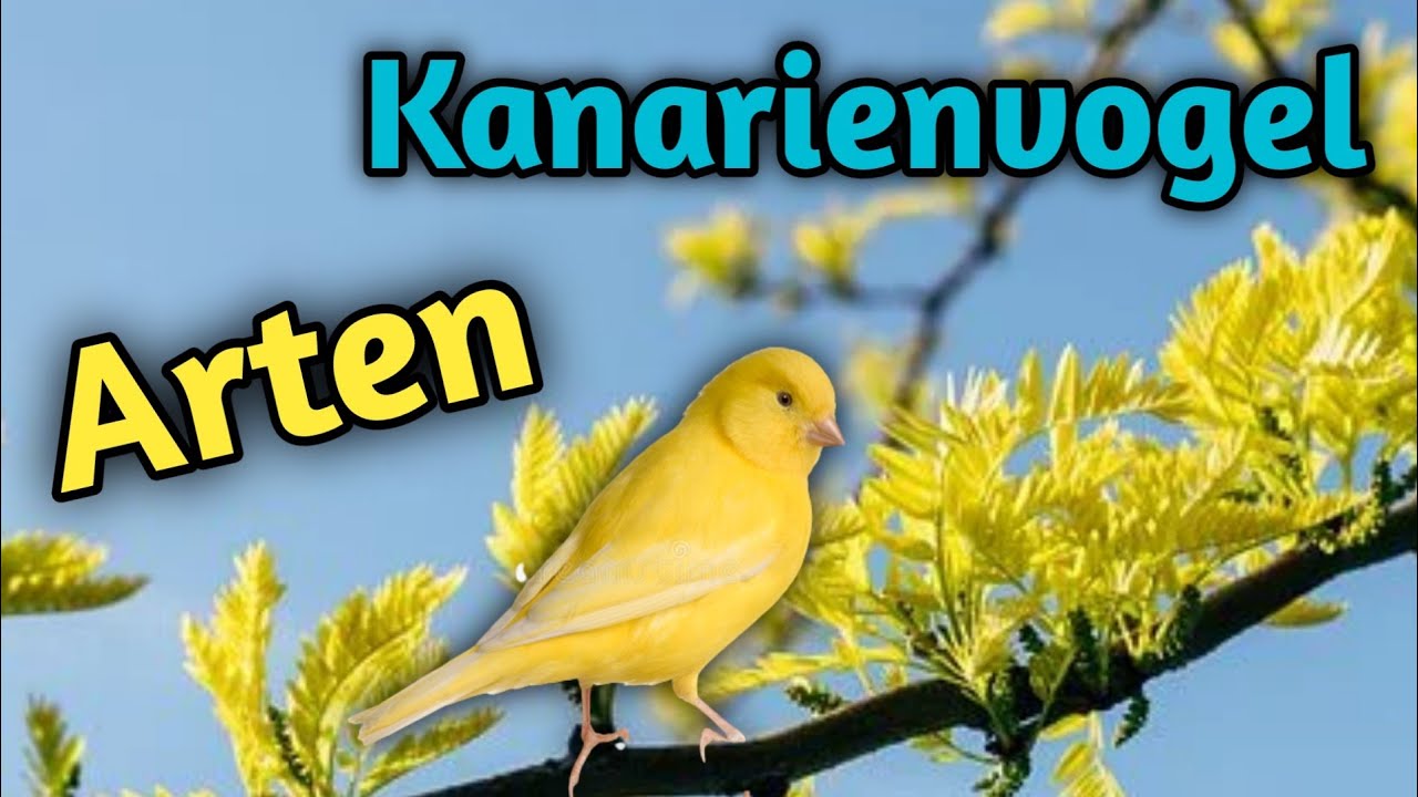 Kanarienvögel Arten