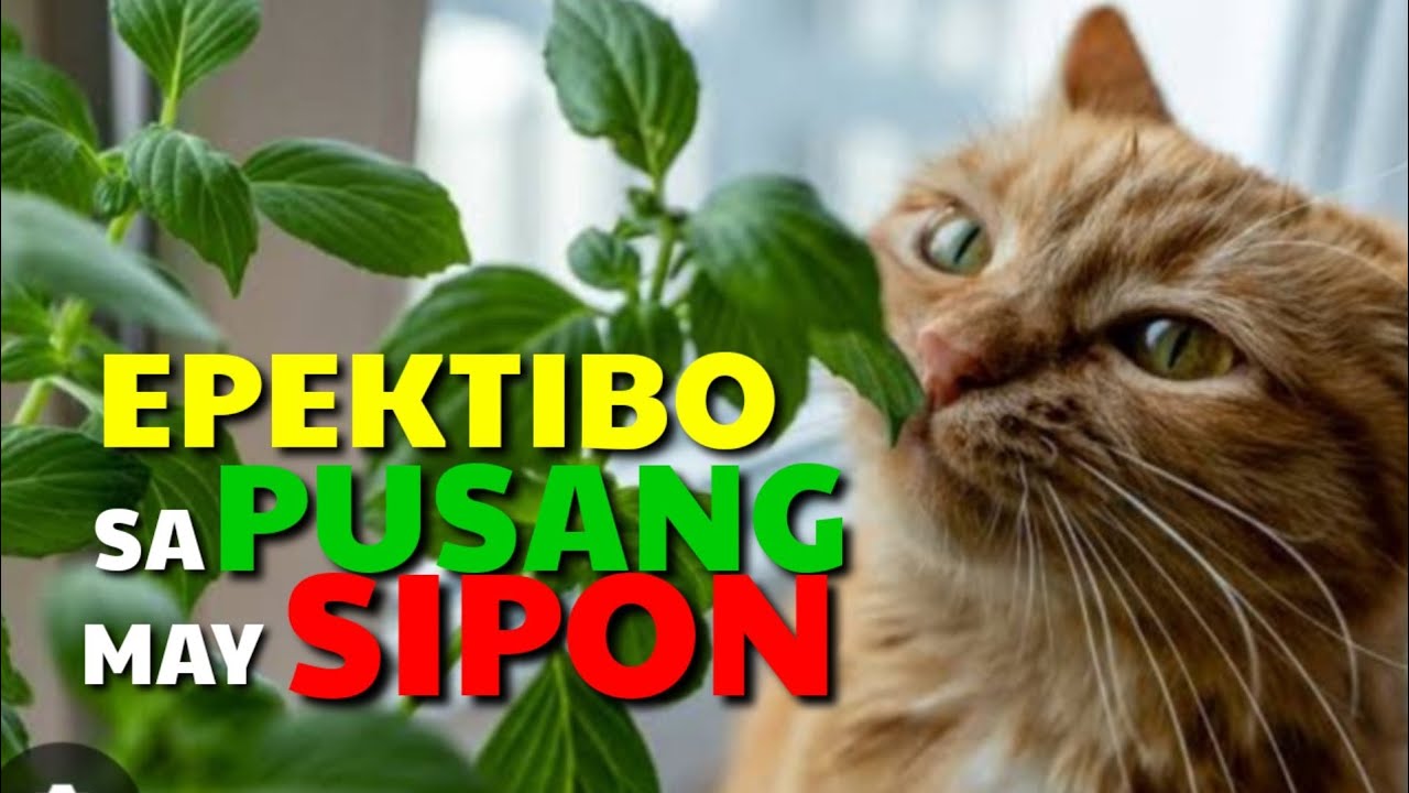KATAS NG DAHON NG OREGANO MABISANG GAMOT SA PUSANG MAY SIPON I DA HUSTLER'S TV