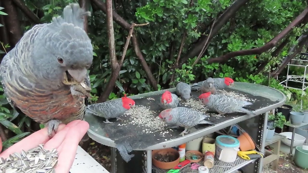 Gang-gang update 9 October 2025: 10 GGs for the morning breakfast.