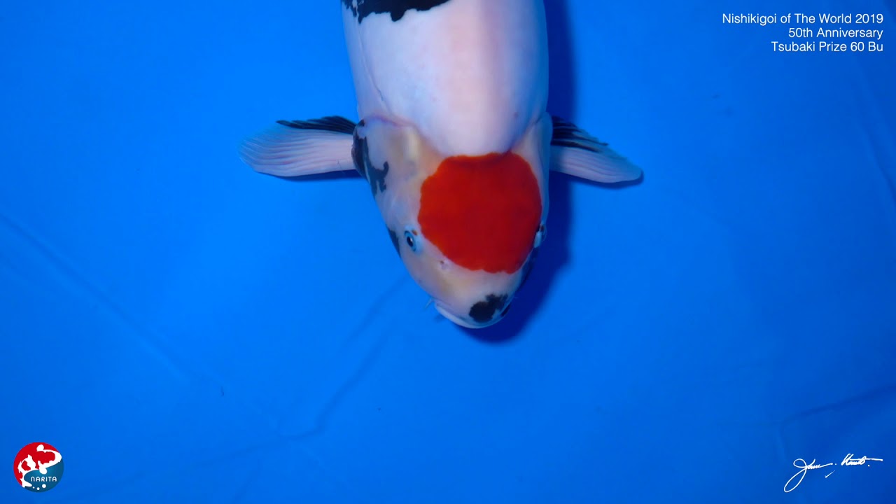 AJKS 2019 Tsubaki 60 Bu
