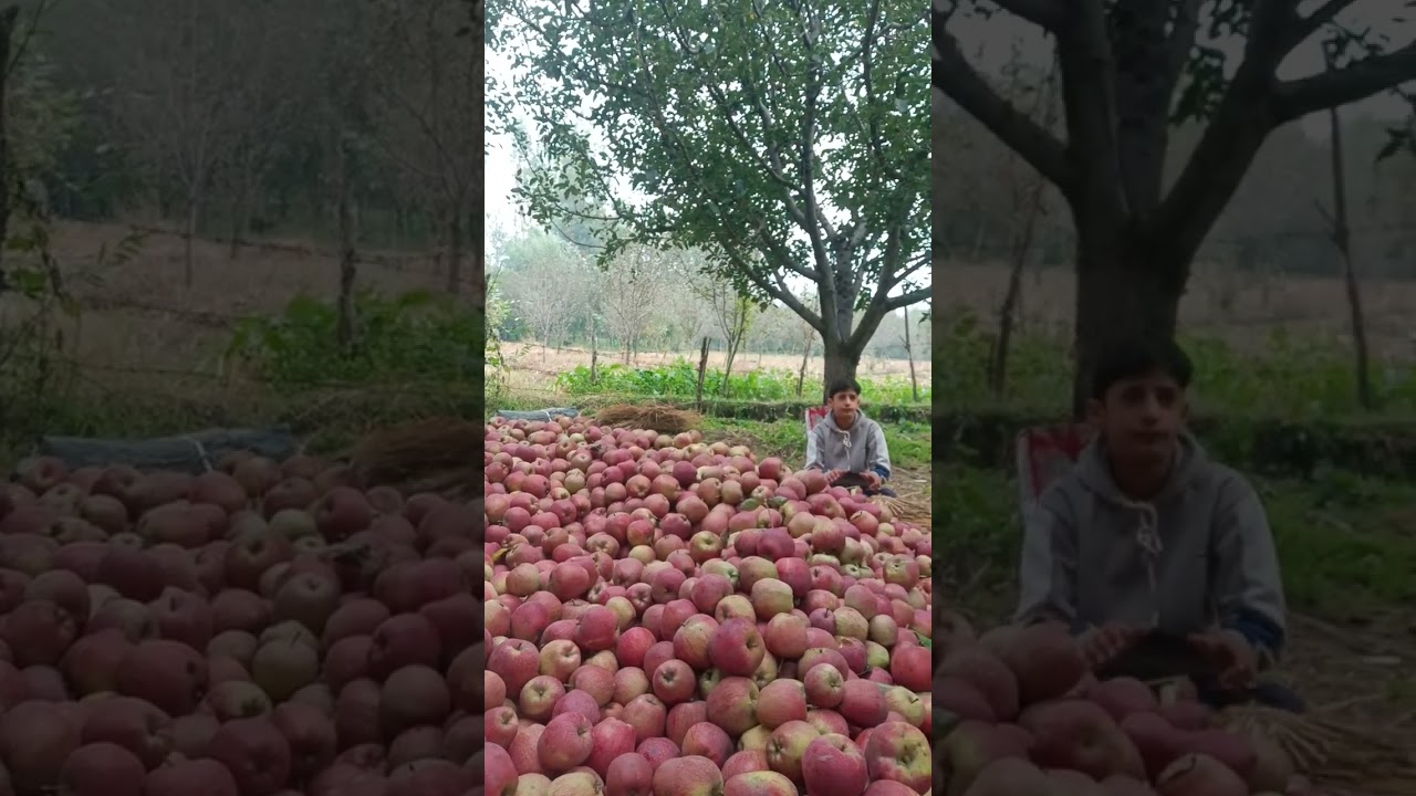 apple season in kashmir #apple garden #apple #kashmir#shorts#viral #trending